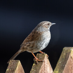 Dunnock