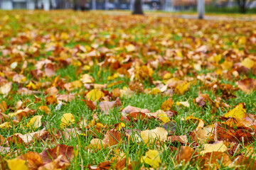 large tree with yellow leaves in a park