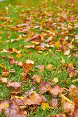 large tree with yellow leaves in a park