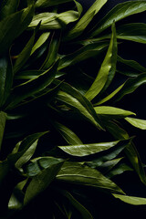 natural banner. green foliage of flowers on a dark background close-up. texture of leaves in macro photo. top view