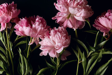 peony flowers in flat lay on dark background. beautiful moody flower arrangement close up. top view © Marina Shvetsova