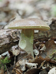 Gemeiner (Boletus edulis)