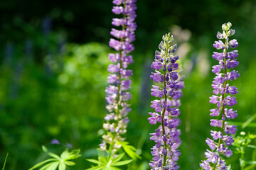 Blooming lupine flower. Lupine, a field of lupine with pink purple and blue flowers. Bouquet of lupines summer floral background. Lupine field. Purple spring and summer flower. nature close-up