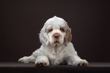 puppy portrait on brown background. dog clumber spaniel in studio