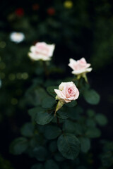 beautiful pale pink flowers of roses surrounded by emerald green foliage on a blurred background. summer garden at dusk, moody floral, selective background