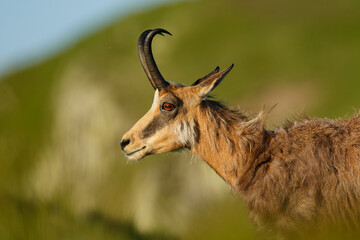 Portrait of chamois in soft sunset light (Rupicapra rupicapra), Slovakia