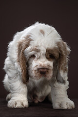 puppy portrait on brown background. dog clumber spaniel in studio