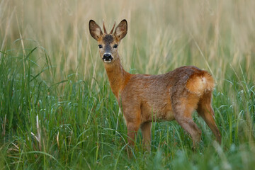 Young roe deer buck standing in high grass. Curious roe deer. Capreolus capreolus, wildlife, Slovakia.