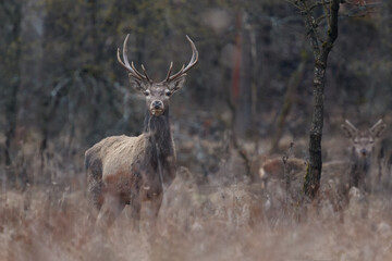 Young red deer with antlers standing in spring woodland with younger deer in the background. Red deer, Cervus elaphus, wildlife, Slovakia.