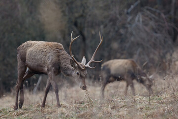 Young red deer grazing on the spring meadow with other deer in the background. Spring grassland with two deers. Red deer, Cervus elaphus, wildlife, Slovakia,