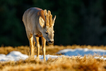 Young roe deer buck on evening pasture with antlers covered in velvet. Capreolus capreolus, wildlife, Slovakia.
