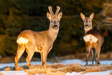 Roe deer pair on the evening pasture enlighten with warm light. Roe deer buck with doe at the end of winter. Roe deer pair on the snow. Capreolus capreolus, wildlife, Slovakia.