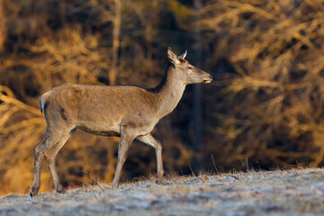 Walking red deer doe in freezing morning light with blurred trees in the background enlighten with soft warm light. Cervus elaphus, wildlife, Slovakia. 