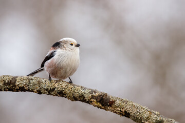 Long-tailed tit (Aegithalos caudatus) sitting on the branch, Slovakia