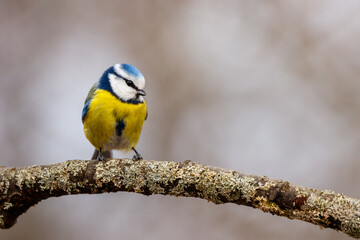 Eurasian blue tit (Parus caeruleus) sitting on the branch, Slovakia