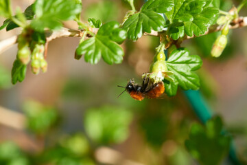 Fuchsrote Lockensandbiene, Rotpelzige Sandbiene (Andrena fulva