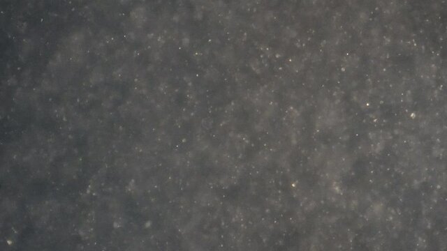 Tiny sperm cells move in seminal fluid.