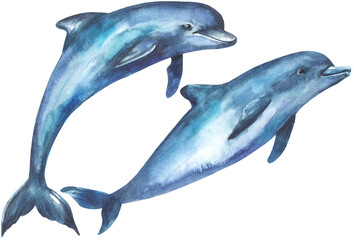 Couple dolphins swimming