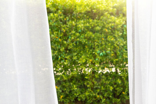 Fototapeta White curtain window with green garden background