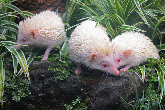 A pygmy hedgehog mother (Atelerix albiventris) is walking in rocky bushes. 