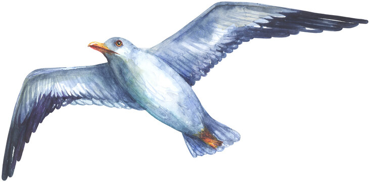 Flying seagull © Poltavska
