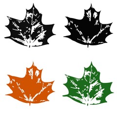 A set of prints of autumn leaves from the maple tree, black and colored on a transparent background. Vector illustration