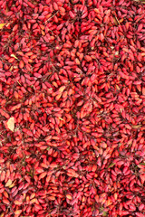 Ripe fruits of wild barberry