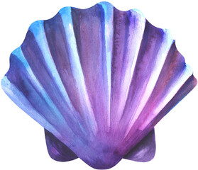 Seashell illustration