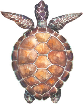 Sea turtle illustration