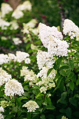 beautiful white hydrangea flowers in the garden. close-up, soft focus. summer mood