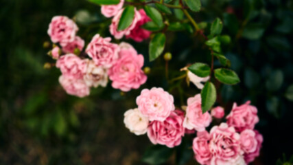 abstract floral natural background for summer event. blurry light pink flowers and emerald greens, place for text
