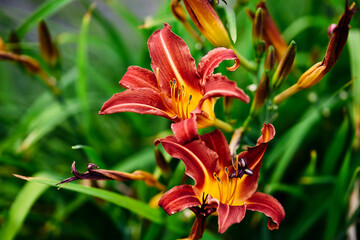 large orange red daylily flowers surrounded by emerald greenery in the summer garden. macro photography, natural background