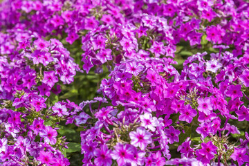 Beautiful bloom of phlox flowers from the Polemoniaceae family in seasonal blooming