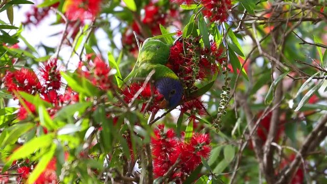 Rainbow Lorikeet feeding in a native Australian bottle brush tree in a Suburban Sydney Park NSW Australia