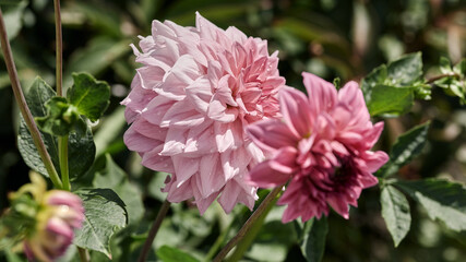 Obraz premium panoramic floral banner. beautiful large pink dahlia flower on a green background in drops of rain. selective focus. natural summer background