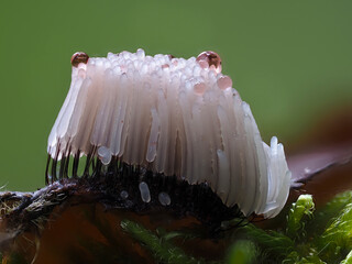 Fadenkeulchen-Fruchtkörper von Myxomyceten / Schleimpilzen
