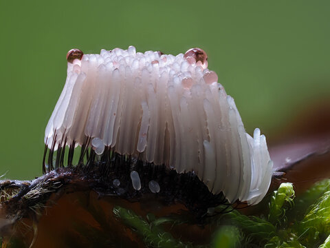 Fadenkeulchen-Fruchtk&ouml;rper von Myxomyceten / Schleimpilzen