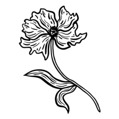 Flower with stem and leaves. Hand drawn vector illustration. Monochrome black and white ink sketch. Line art. Isolated on white background. Coloring page.