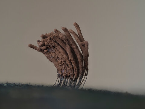 Fadenkeulchen-Fruchtk&ouml;rper von Myxomyceten / Schleimpilzen