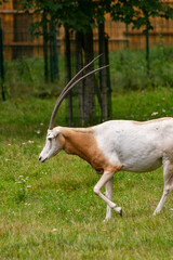 Fototapeta premium Oryks szablorogi