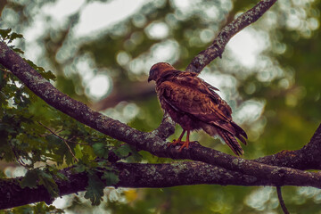 Buzzard