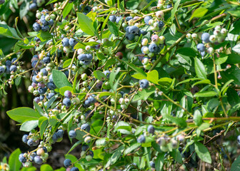 blueberry and leaf fragments, harvest time, big blueberries, berry picking time