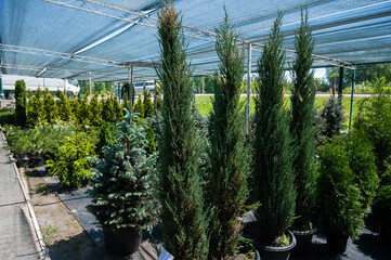 A row of pots with sprouts of coniferous trees. Agricultural store