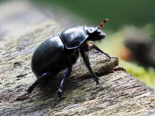 Waldmistkäfer (Anoplotrupes stercorosus) 