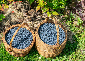 a pair of wicker baskets and blueberry berries