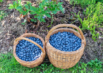 Fototapeta na wymiar a pair of wicker baskets and blueberry berries