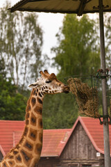 Żyrafa jedząca w zoo - obrazy, fototapety, plakaty