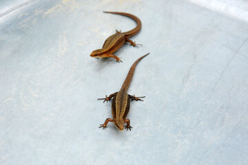 Lizards. Two pregnant lizards.