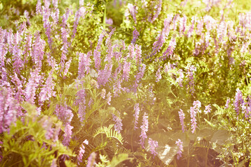 purple flowers in the sunset sunlight. lush bloom of wild flowers. fabulous natural background