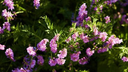 Obraz premium floral natural panoramic banner. abstract blurred floral background. wild flowers of purple in emerald grass. summer garden, selective focus